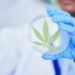 Innovativt samarbejde: Formula swiss og innos revolutionerer markedet for medicinsk cannabis