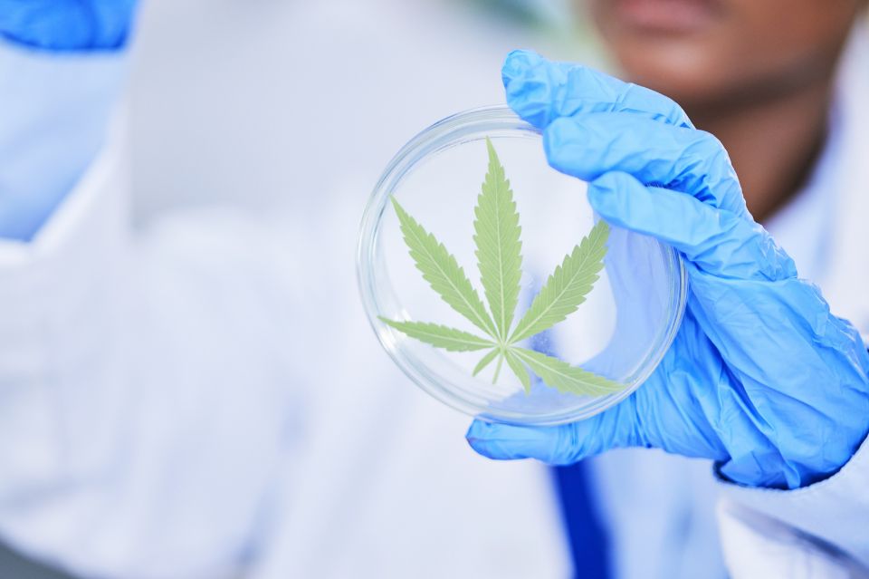Innovativt samarbejde: Formula swiss og innos revolutionerer markedet for medicinsk cannabis