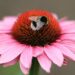 Unlocking the Secrets: How Echinacea Enhances the Body's Defense Mechanisms